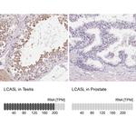 LCA5L Antibody