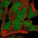 FBXO7 Antibody in Immunocytochemistry (ICC/IF)