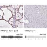 MYO5C Antibody