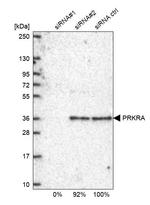 PACT Antibody