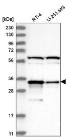 PACT Antibody in Western Blot (WB)