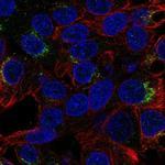 MALRD1 Antibody in Immunocytochemistry (ICC/IF)