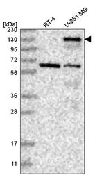 Palladin Antibody in Western Blot (WB)