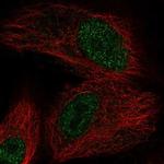 OXNAD1 Antibody in Immunocytochemistry (ICC/IF)