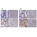 IKBIP Antibody in Immunohistochemistry (IHC)