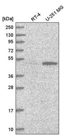 PWP1 Antibody in Western Blot (WB)