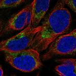 NMNAT3 Antibody in Immunocytochemistry (ICC/IF)