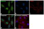 RAD54L2 Antibody in Immunocytochemistry (ICC/IF)