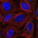 ITPRIPL2 Antibody in Immunocytochemistry (ICC/IF)