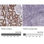 FAHD1 Antibody