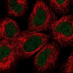 ALKBH2 Antibody in Immunocytochemistry (ICC/IF)