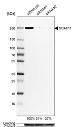 SCAF11 Antibody in Western Blot (WB)