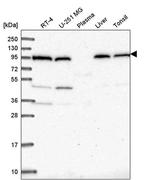 COPG Antibody in Western Blot (WB)