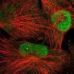 WDR33 Antibody in Immunocytochemistry (ICC/IF)