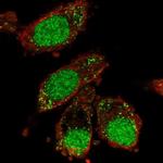 XAB2 Antibody in Immunocytochemistry (ICC/IF)