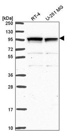 GPR64 Antibody in Western Blot (WB)