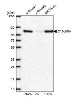 C11orf84 Antibody