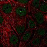 TH1L Antibody in Immunocytochemistry (ICC/IF)