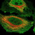 NKTR Antibody in Immunocytochemistry (ICC/IF)