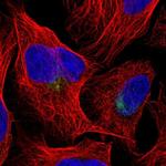 Cullin 9 Antibody in Immunocytochemistry (ICC/IF)