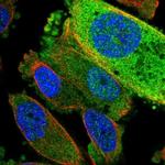 TRUB2 Antibody in Immunocytochemistry (ICC/IF)