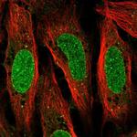 QRICH2 Antibody in Immunocytochemistry (ICC/IF)