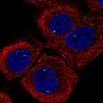 INCA1 Antibody in Immunocytochemistry (ICC/IF)