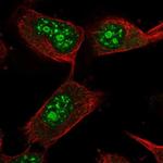 USP36 Antibody in Immunocytochemistry (ICC/IF)