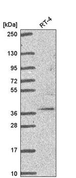 TRIM27 Antibody in Western Blot (WB)