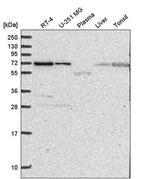 ZNF786 Antibody in Western Blot (WB)