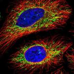 C16orf62 Antibody in Immunocytochemistry (ICC/IF)