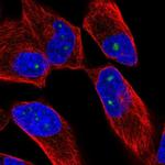 ZNF136 Antibody in Immunocytochemistry (ICC/IF)