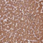 MTHFS Antibody in Immunohistochemistry (IHC)