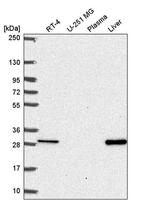 MTHFS Antibody in Western Blot (WB)