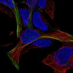 MAGEF1 Antibody in Immunocytochemistry (ICC/IF)