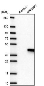 MAGEF1 Antibody in Western Blot (WB)