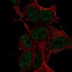 LDLRAD4 Antibody in Immunocytochemistry (ICC/IF)