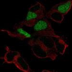 POU3F3 Antibody in Immunocytochemistry (ICC/IF)