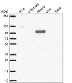 QSOX1 Antibody in Western Blot (WB)