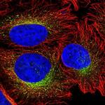 CREG1 Antibody in Immunocytochemistry (ICC/IF)