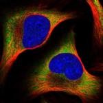 PABPC4 Antibody in Immunocytochemistry (ICC/IF)