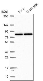 PABPC4 Antibody in Western Blot (WB)