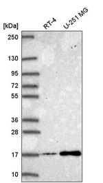 NEK6 Antibody in Western Blot (WB)