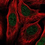 RANGRF Antibody in Immunocytochemistry (ICC/IF)