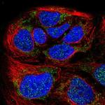 HPDL Antibody in Immunocytochemistry (ICC/IF)