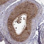 LONRF2 Antibody in Immunohistochemistry (IHC)