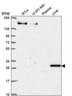 SAB Antibody in Western Blot (WB)