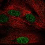 NAP1L5 Antibody in Immunocytochemistry (ICC/IF)