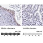 UAP56 Antibody