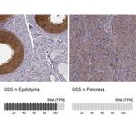 GSS Antibody